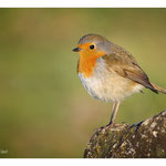 2012 - Rouge-gorge