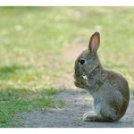 2012 - Lapin
