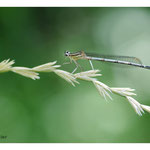 2014 - Agrion à larges pattes