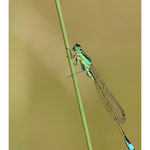 2013 - Agrion élégant