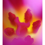 2009 - Couleurs-Tulipe