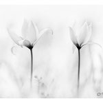 2019 - Tulipe sauvage