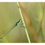 2020 - Agrion élégant
