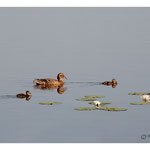 2013 - Canard colvert