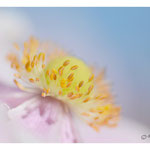 2019 - Pistils - Anémone du Japon