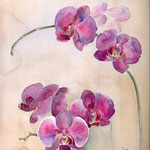 Les orchidées. 25x25 cm