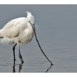 Aigrette garzette 