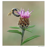 Cirse des champs avec une abeille solitaire (Halictus sp.)