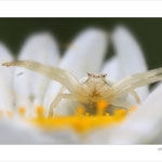 Marguerite (Leucanthemum vulgare) et araignée crabe (Thomise)