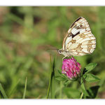 Demi-deuil ou Échiquier commun ou Arge galathée (Melanargia galathea) - Famille des nymphalidés