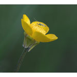 Chironomidae sp. sur renoncule âcre (Ranunculus acris L.), floraison mai à septembre