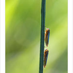 Cicadelles vertes (Cicadella viridis - 4 à 5 mm)