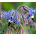 Bourrache et fourmis