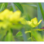 Araignée sauteuse (Salticidae sp.) sur euphorbe des marais (Euphorbia palustris), floraison avril à juillet