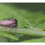 1/2 diable ou cigale épineuse (Centrotus cornutus - 6 à 7 mm)