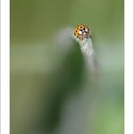 Coccinelle asiatique jaune (Harmonia axyridis)