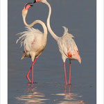 Flamant rose