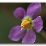 La Ramondie des Pyrénées  (Ramonda Miconi), d'origine tropicale, cousine de la violette du Cap, floraison de mai à juillet