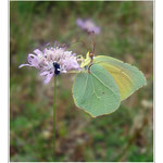 Citron de provence (Gonepteryx cleopatra - Famille des Piérides)     