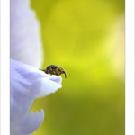 Charançon de l'iris (Mononychus punctumalbum) +/- 5 mm