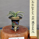 Tochigi prefecture governor Award （栃木県知事賞）    Variety:Gyokuro    Winner:Masahiro Fujita