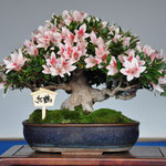 Tochigi Prefecture Govenor Award, Variety; Benizuru
