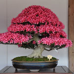 Kanuma mayor Award, Variety; Korin