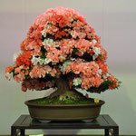 Prime Minister Award, Variety; Yama-no-Hikari