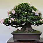 Chairperson of Kanuma Municipal Assembly Award, Variety; Asahi-no-Hikari