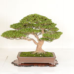 22 Kanuma Satsuki-kai Award (CHINZAN)