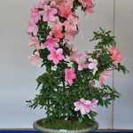 Most Excellent New Variety Award, Variety; Niji-no-Mai
