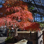 Momiji Shichigosan　（モミジ　七五三）