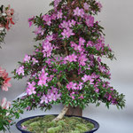 New Variety Excellent Award, Variety; Mirai-Boshi