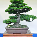 Chairperson of Kanuma city assembly Award （鹿沼市議会議長賞）   Variety:Kaho     Winner:Takao Takaku     Address:Oyama-shi Tochigi
