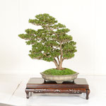 39 Kanuma Gardening Fair Commissioner Award (SHINZAN)