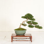 30 Tochinoha-shobo Award (SHINZAN)