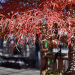 Momiji Shichigosan　（モミジ　七五三）