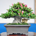 The Minister of Education,Culture,Sports,Science and Technology Award （文部科学大臣賞）   Breed:Chinzan    Winner:Hiroshi Mochizuki    Address:Kumagaya-shi Saitama