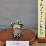 Association of Japan Omoto Award （日本おもと協会長賞）    Variety:    Winner:Takeo Kato