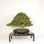 09 President of Kanuma Gardning Fair Commission Award (EIKAN)