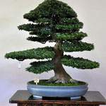 Tochigi prefecture governor Award （栃木県知事賞）    Variety:Chiyo-no-hikari    Winner:Osamu Someya   Address:Koshigaya-shi Saitama