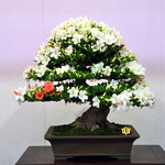 Prime Minister Award （内閣総理大臣賞）   Variety:Akitanishiki   　Winner:Noboru Yamashita　  Address:Sapporo-shi Hokkaido
