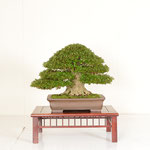 12 Kanuma-shi Kaboku Center Kosha Rijicho Award (NIKKO)
