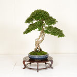 03 Minister of Environment Award (MATSUKAGAMI)