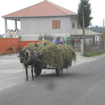 Heutransport in Albanien