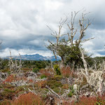 Moorlandschaft am Lago Fagnano