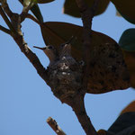 zwei Colibris im Nest