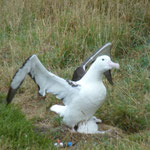 stolzer Albatros mit Nachwuchs