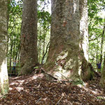 4-Sisters, vier aneinander gewachsene Kauri Bäume