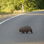 unser 2. Wombat